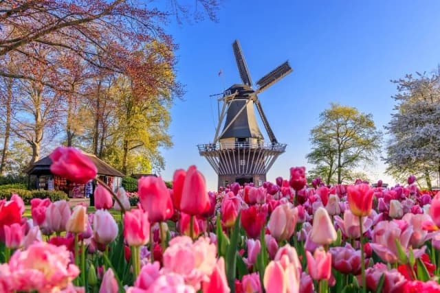 Keukenhof kiedy najlepiej jechać, aby zobaczyć tulipany w pełni kwitnienia Keukenhof kiedy najlepiej jechać, aby zobaczyć tulipany w pełni kwitnienia